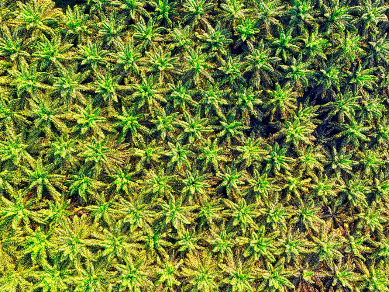 Aerial view of rows of palm trees in a plantation.