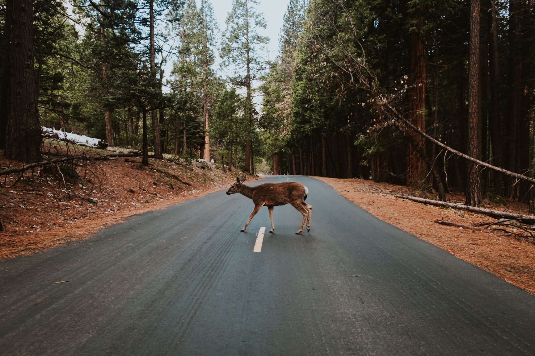 Deer crossing road