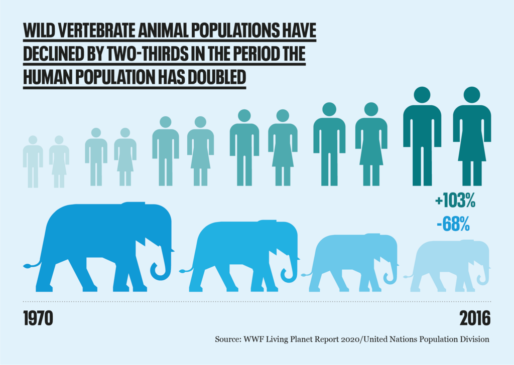 Animal Population 2024 - Binni Cherlyn