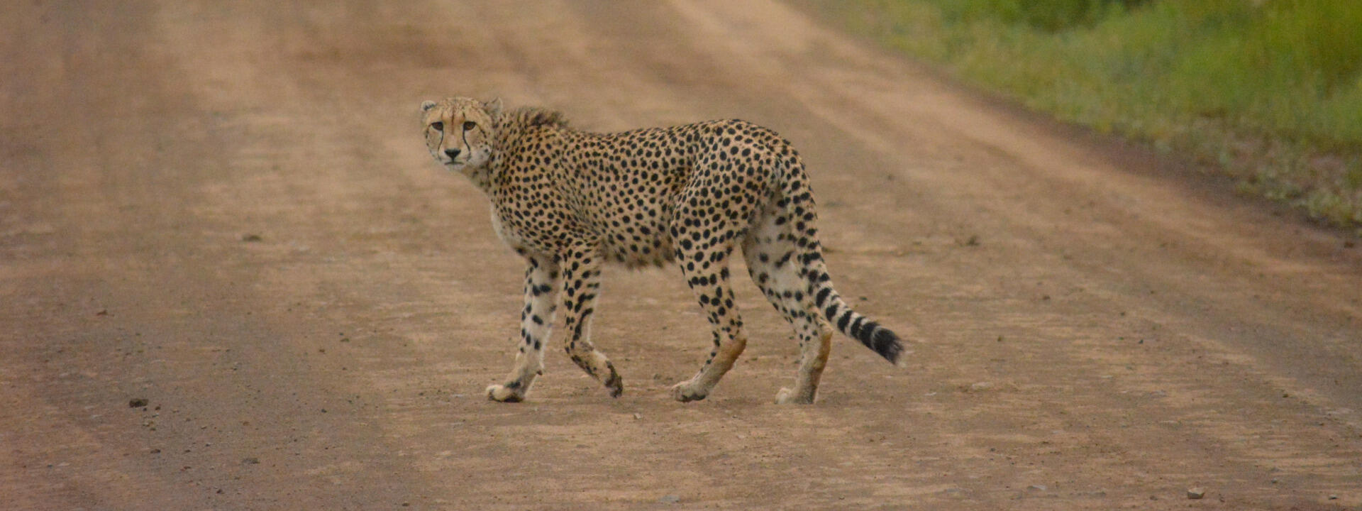cheetah on road banner