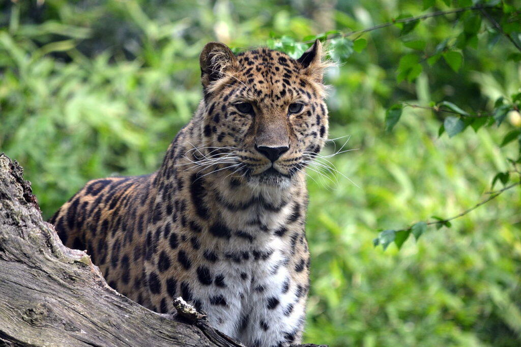 Leopard-1024x682