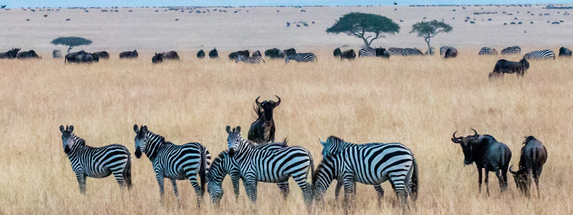 Human population growth squeezing out Serengeti wildlife, study shows -  Population Matters