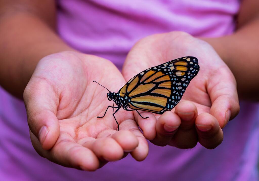 monarch butterfly_david-clode-527265-unsplash_0