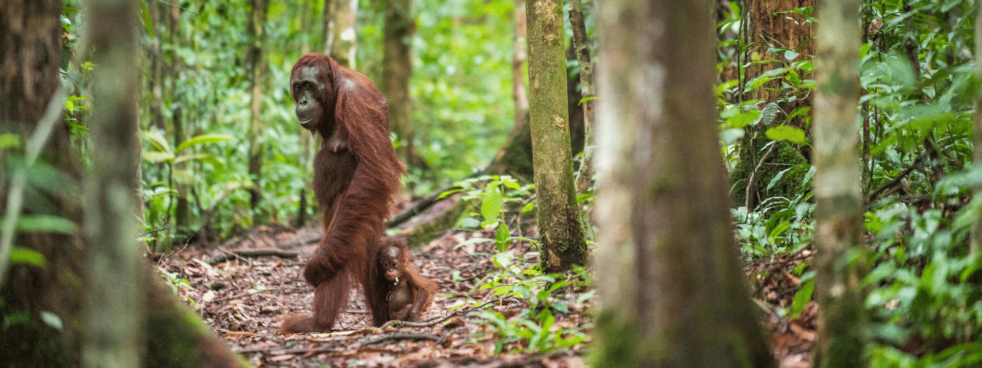 Orangutans banner
