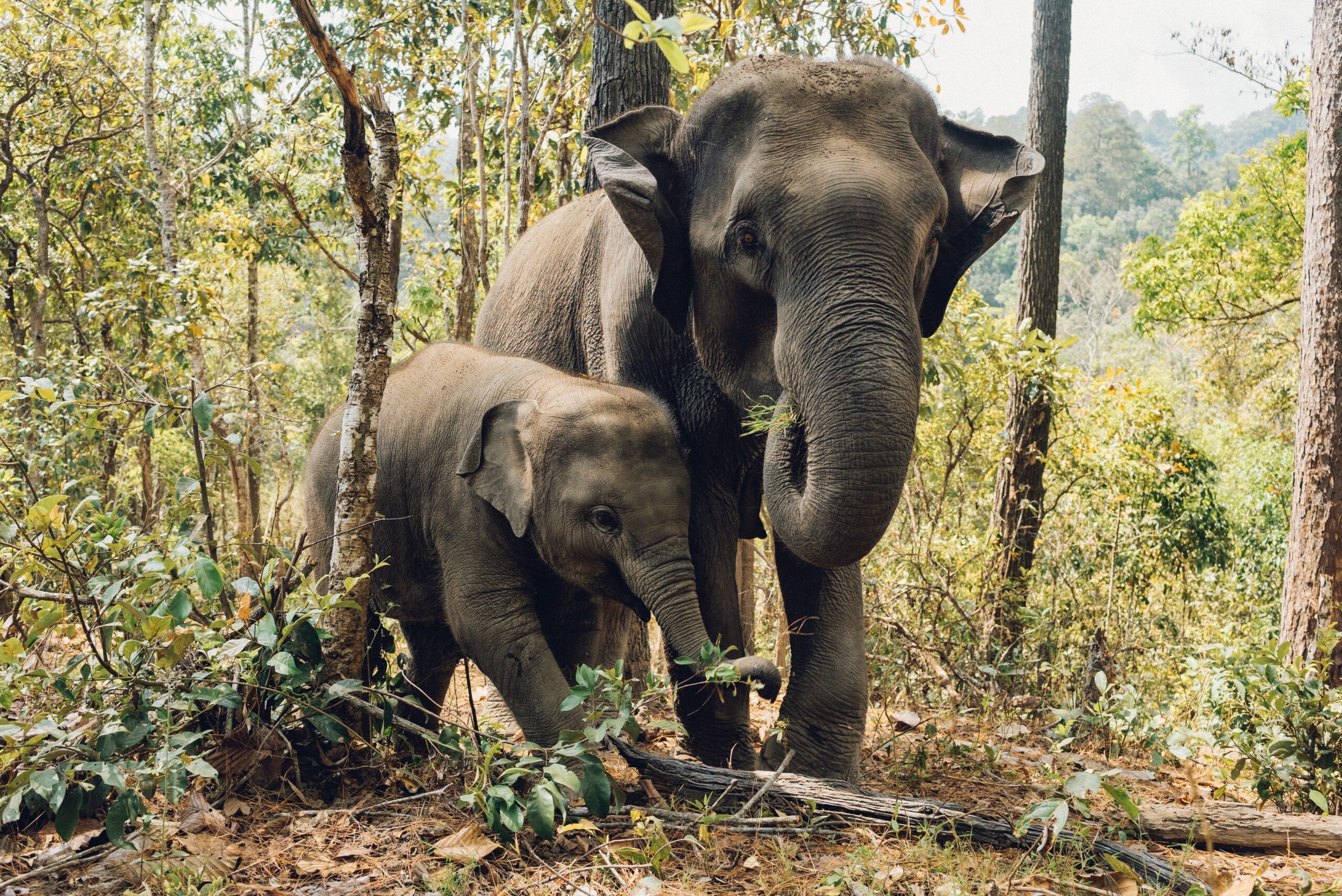 Asian elephants banner