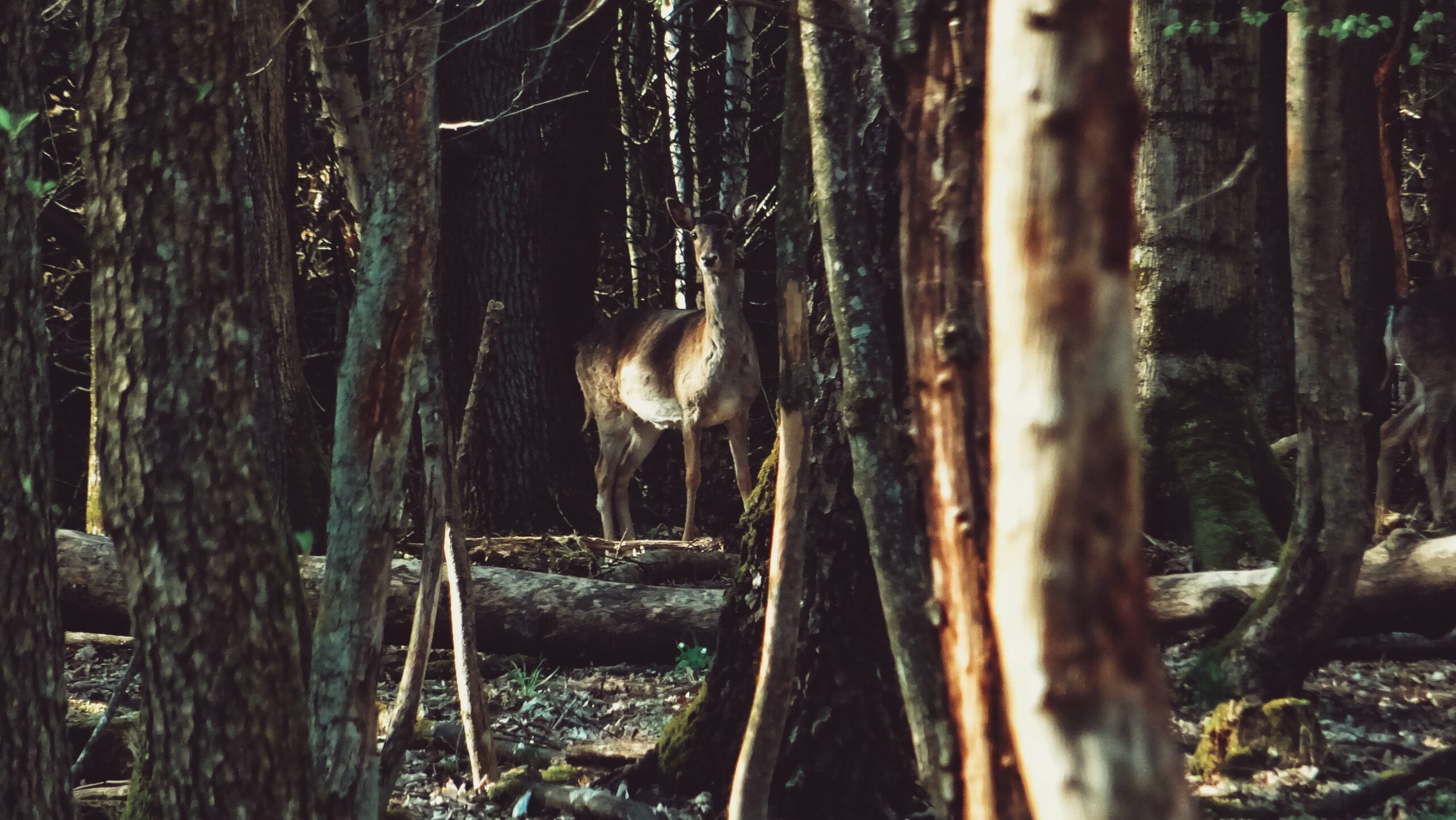 Deer in forest banner