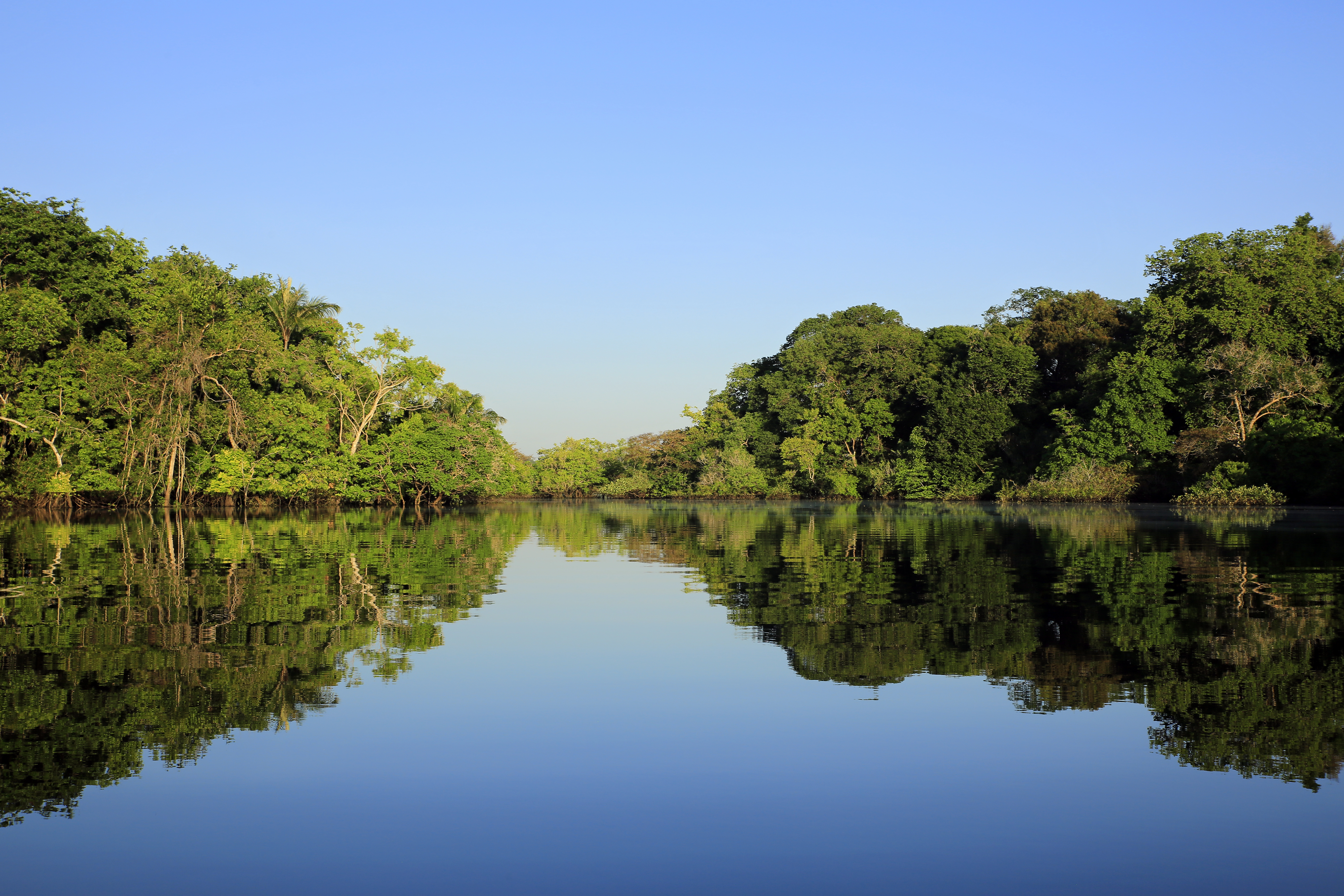 Biodiversity - Amazon river