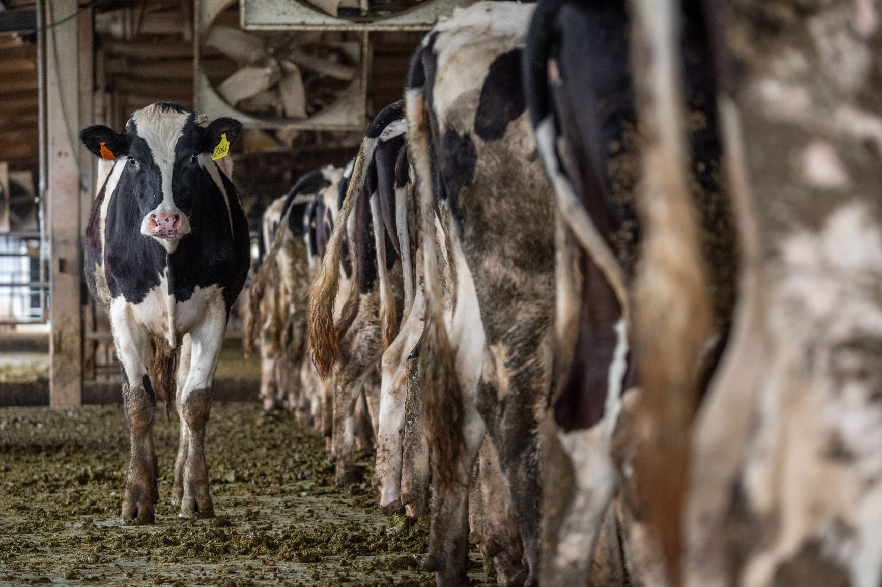 Dairy cows