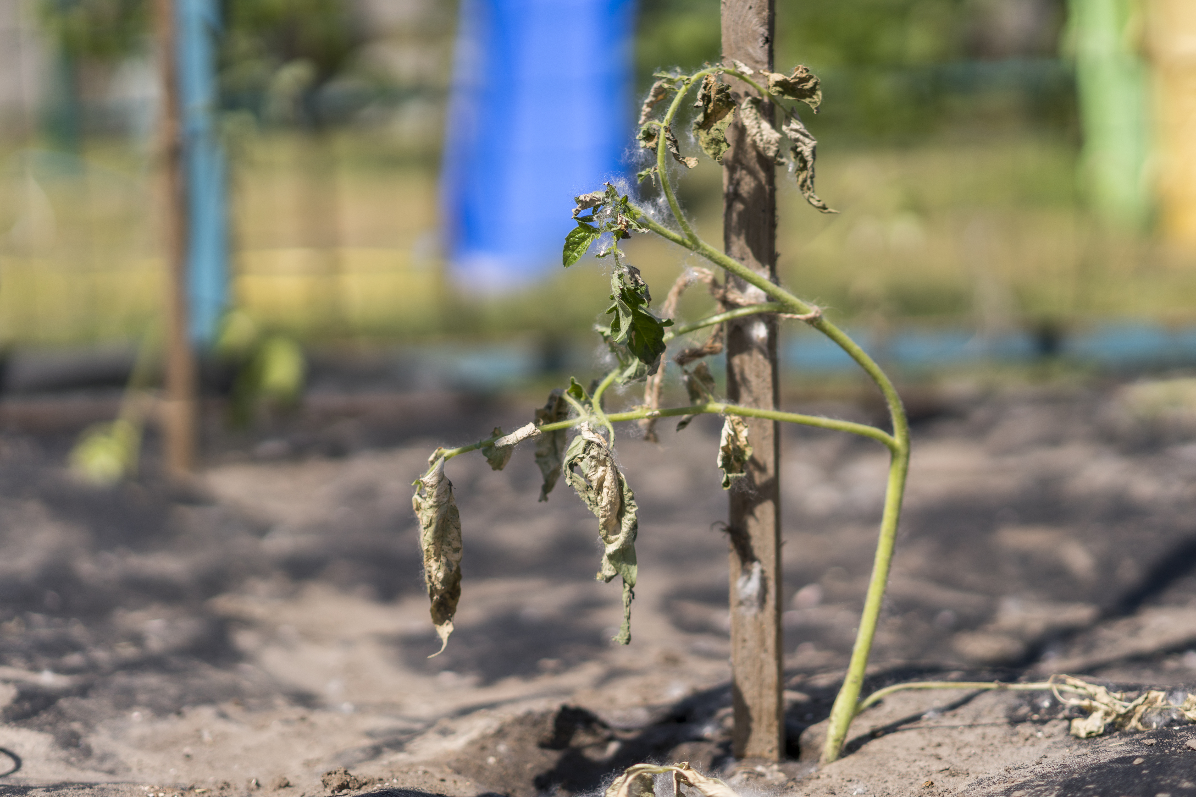 Food and climate change - dried crop