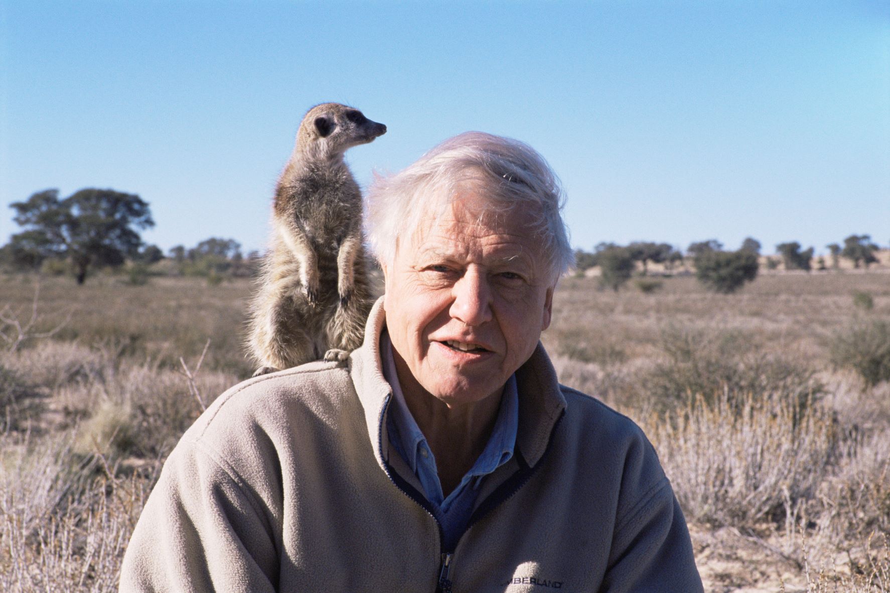 Sir David Attenborough with Meerkat