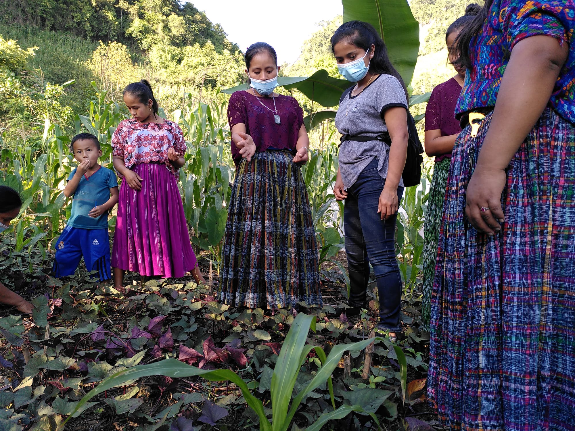 Sweet potato crops, Seraxquen Community, Na'leb'ak