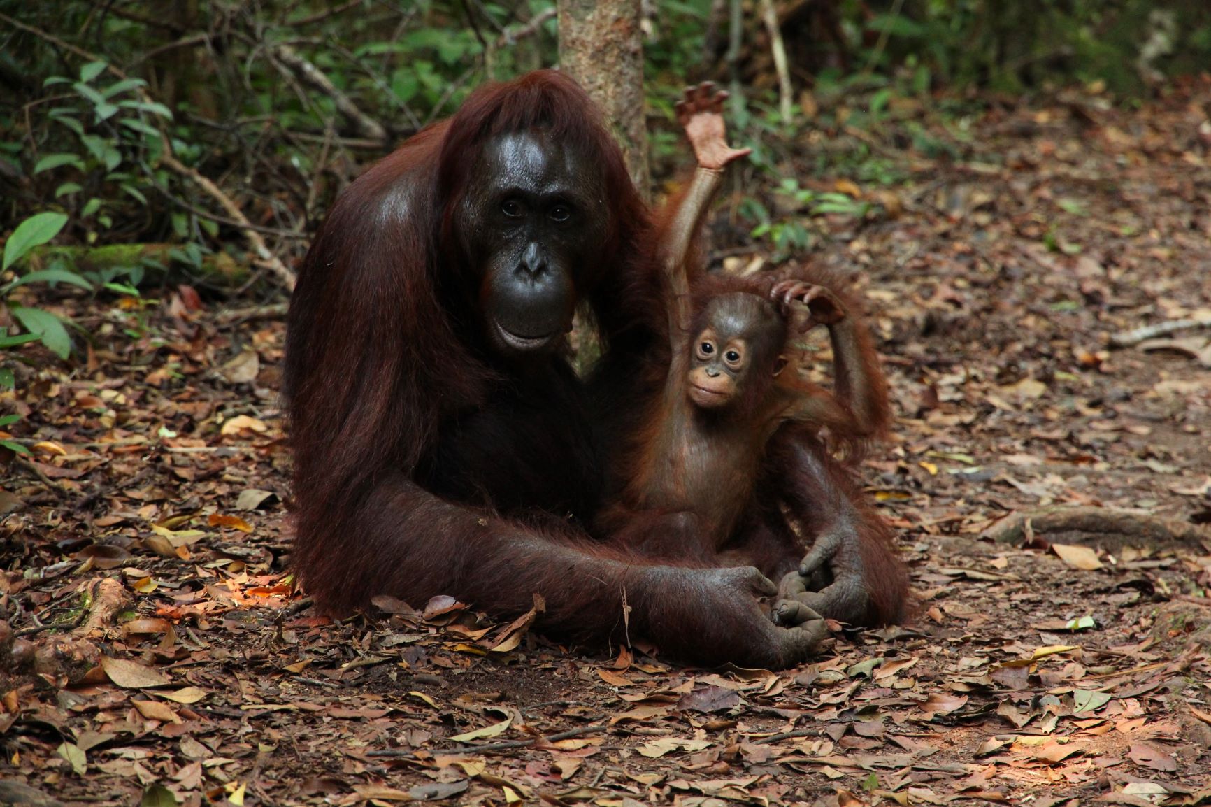 Orangutan mother and baby