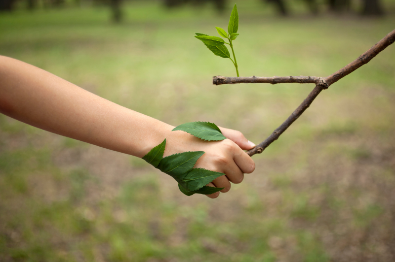 Hand holding branch