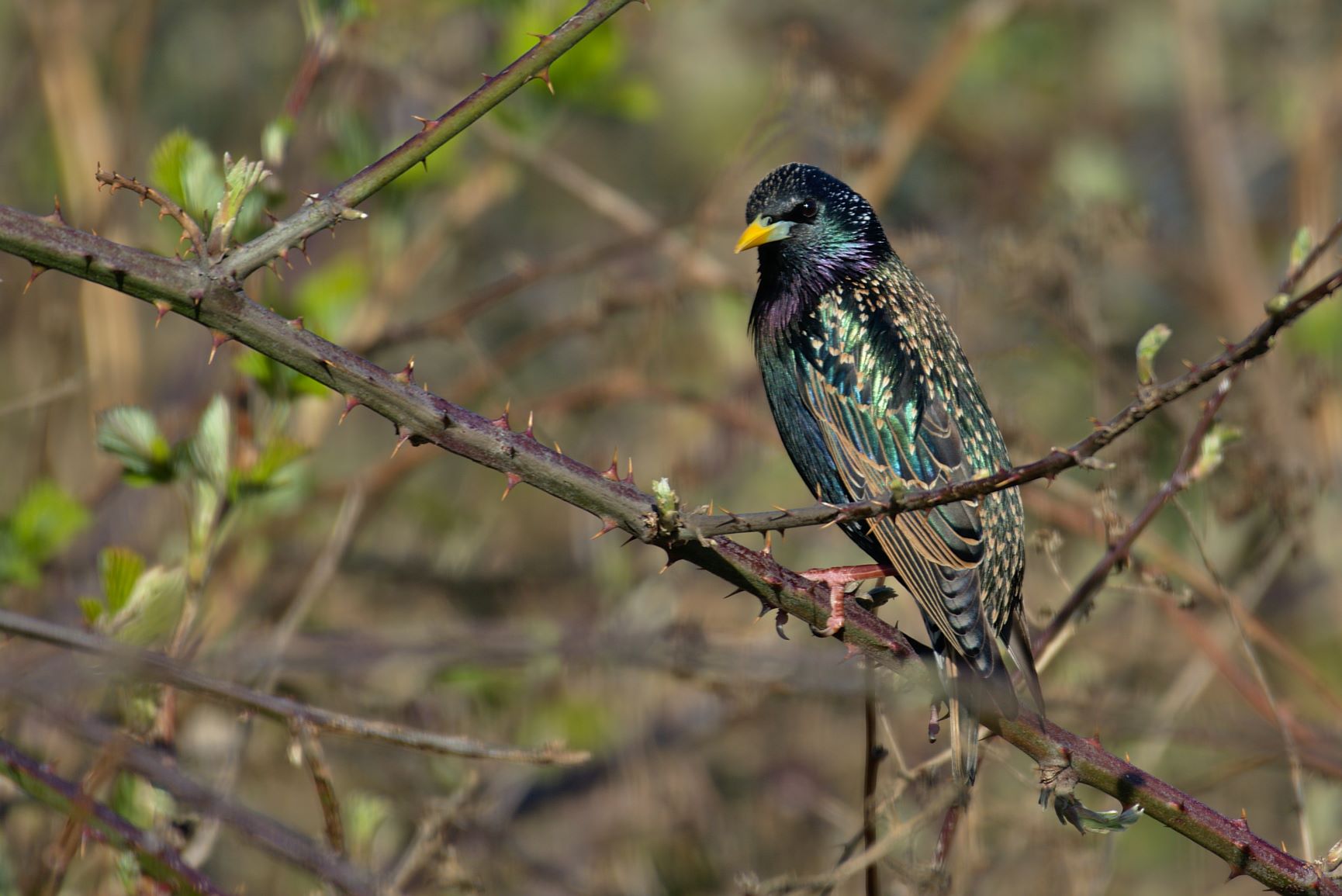 Starling