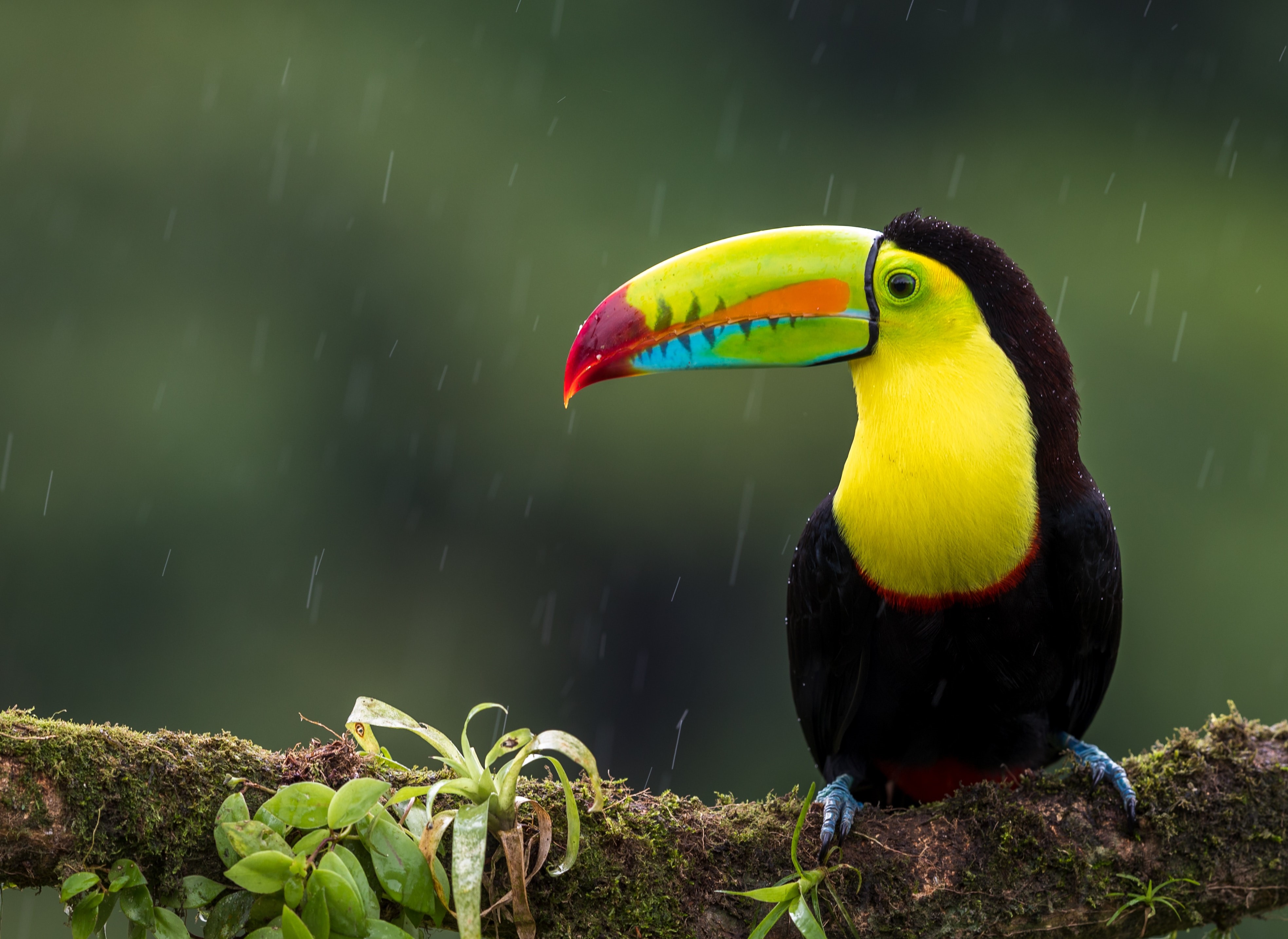 Toucan