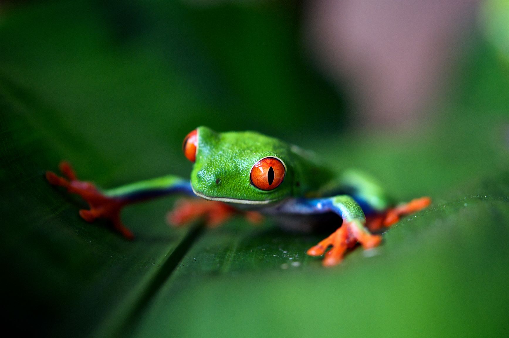 Tree frog