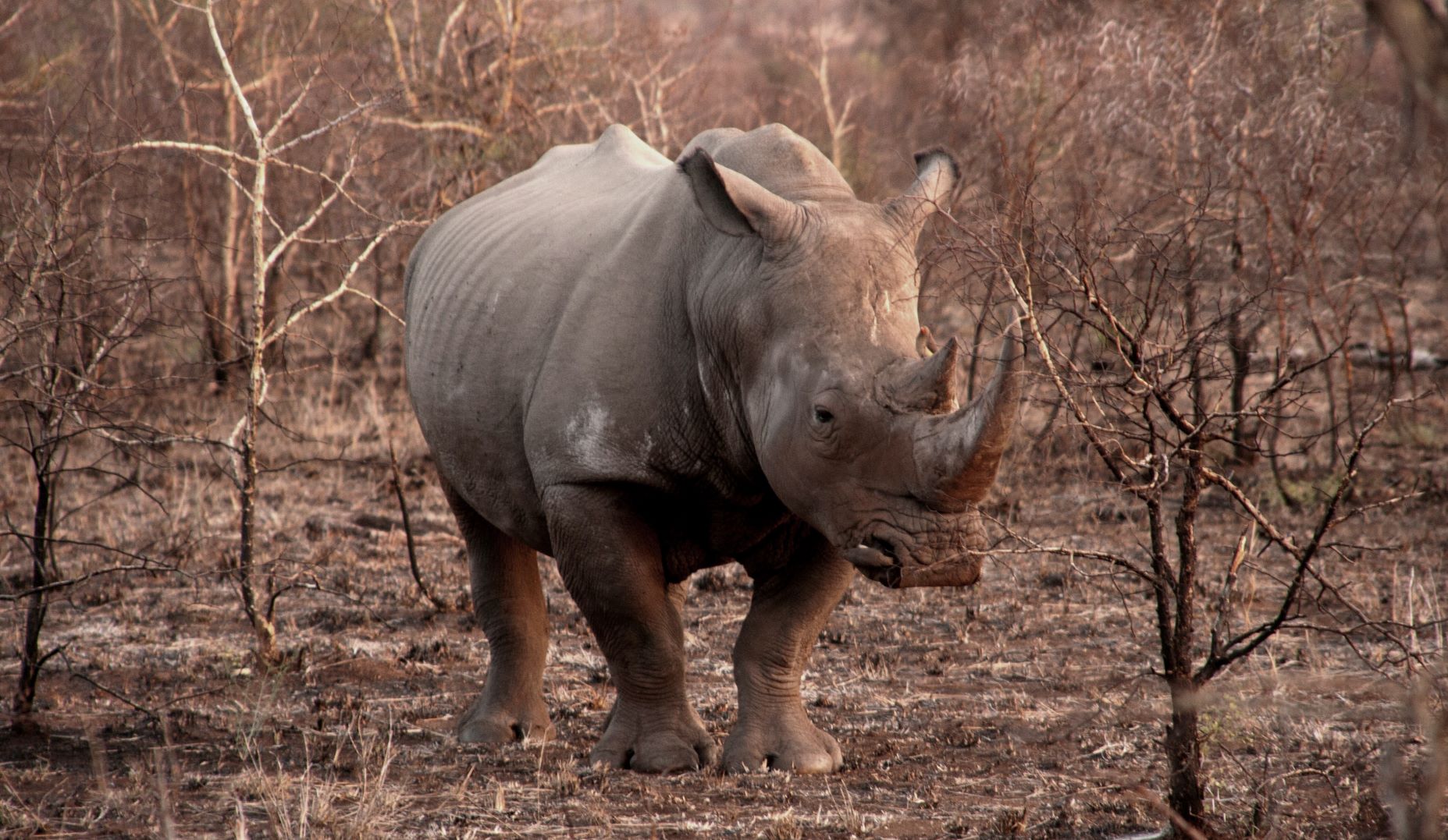 White rhino