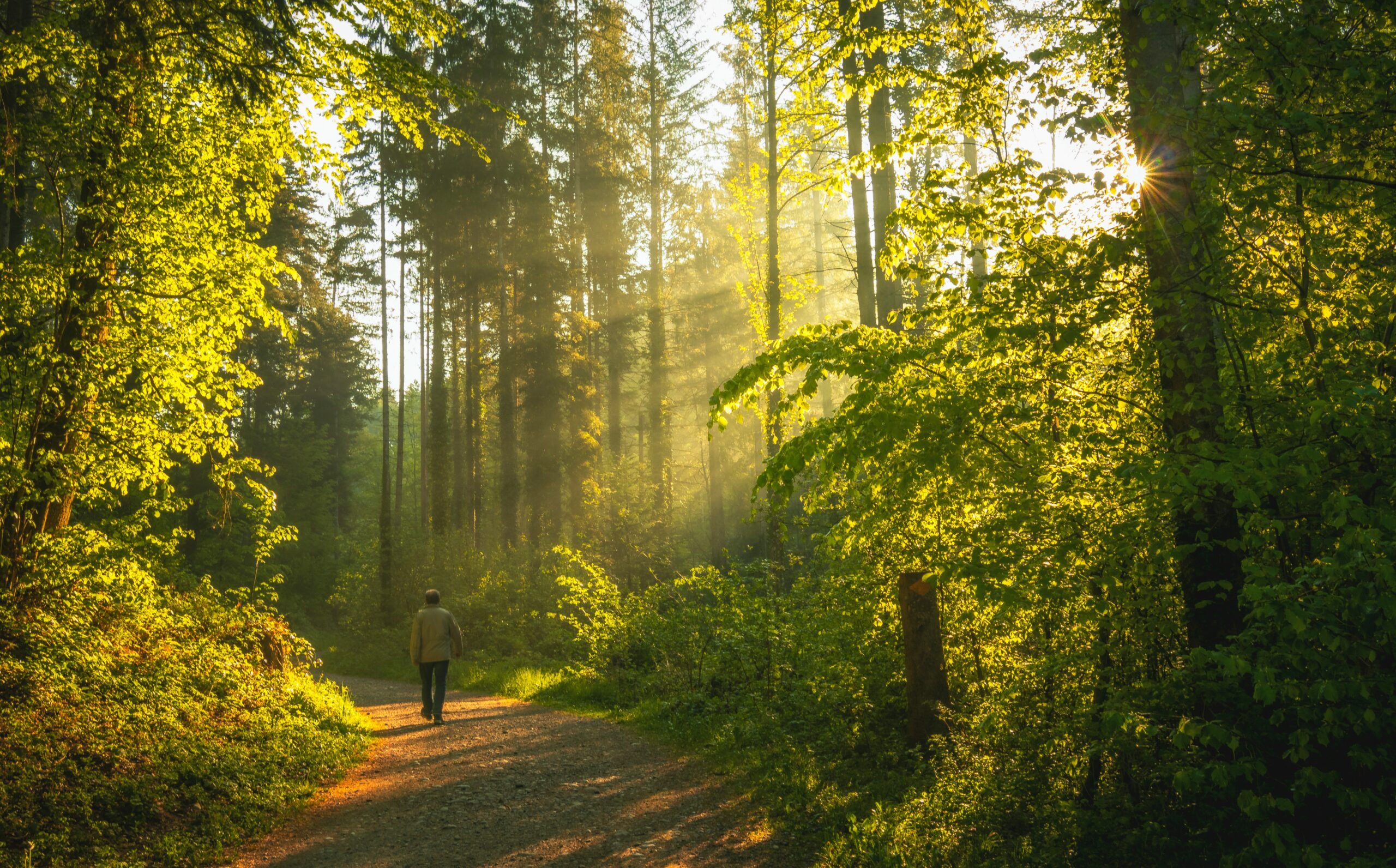 Walking in a forest