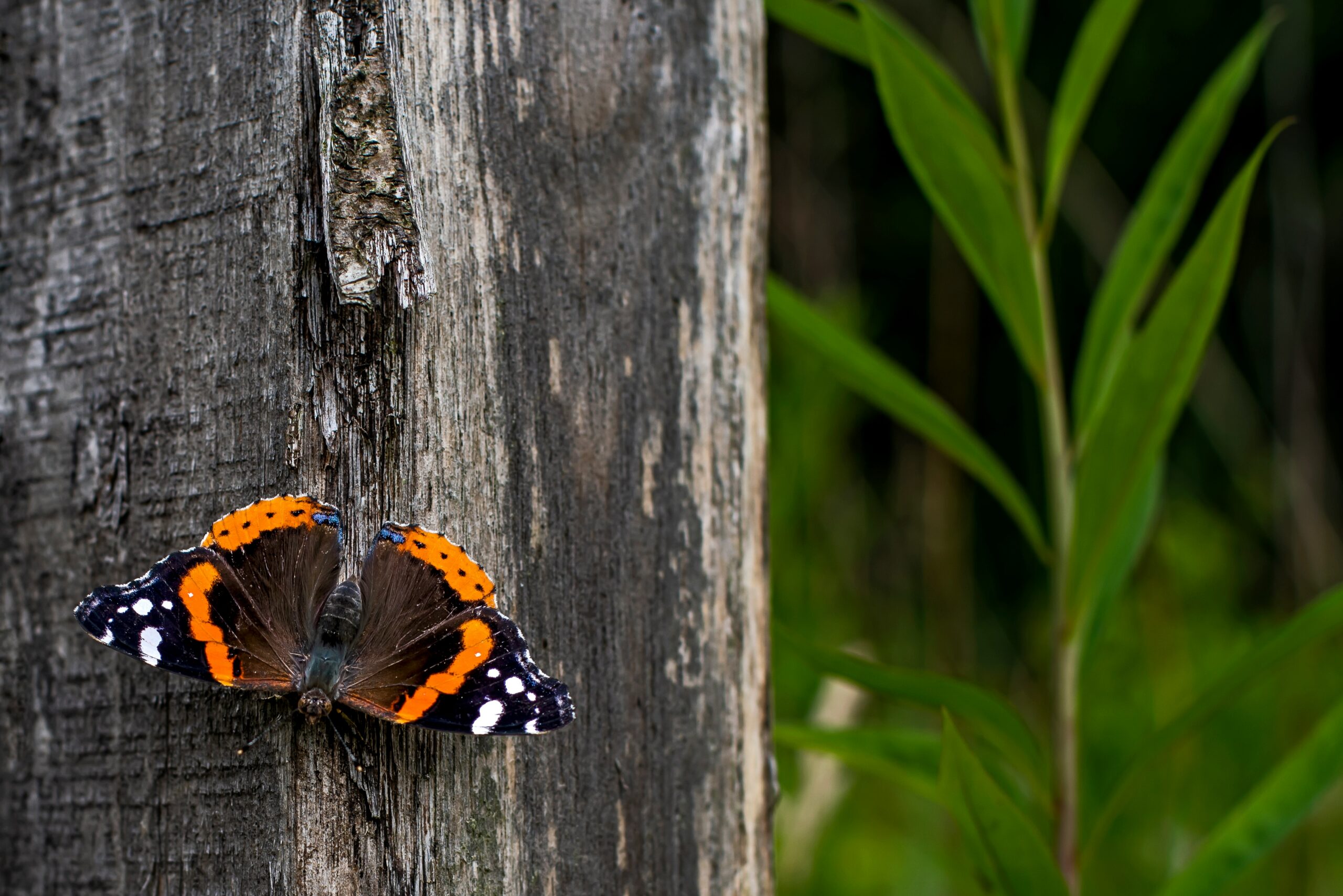 Butterfly on a tree