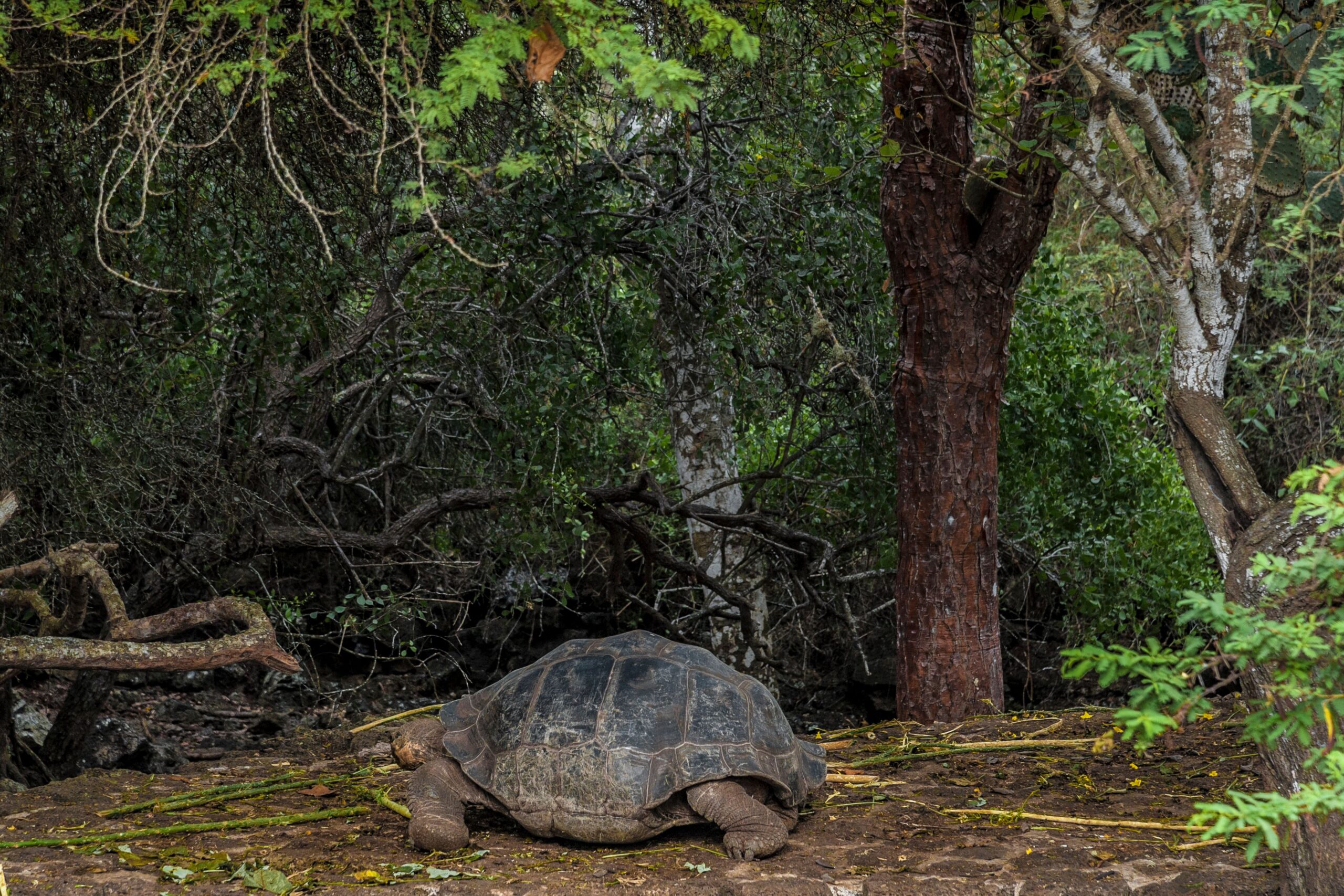 A Galápagos tortoise resting among forest vegetation.