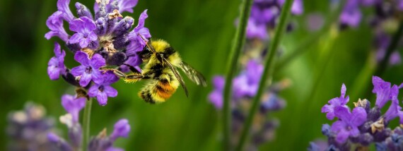 Save the bees: cut hazardous pesticides and support nature-friendly farming